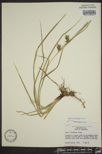 Carex louisianica image