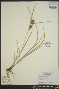 Carex louisianica image