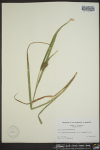 Carex louisianica image