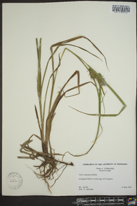 Carex louisianica image