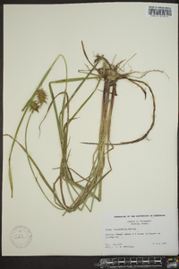 Carex louisianica image