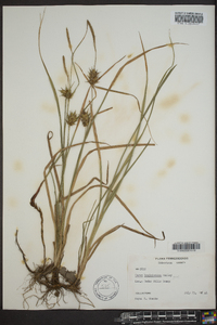 Carex louisianica image