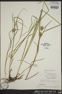 Carex louisianica image