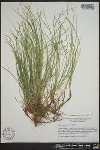 Carex lucorum image