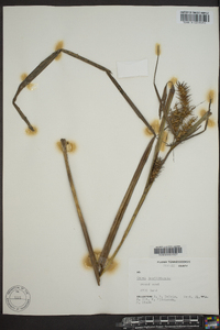 Carex lupuliformis image