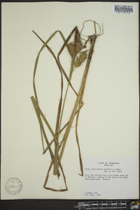 Carex lupuliformis image