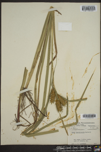 Carex lupuliformis image