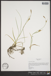 Carex meadii image