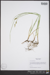 Carex meadii image