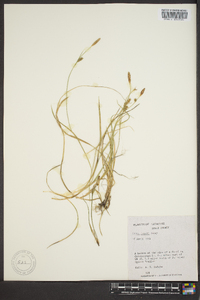 Carex meadii image