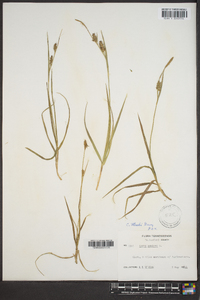 Carex meadii image