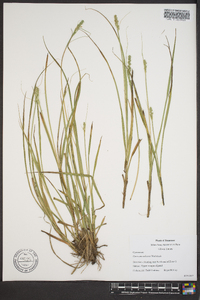 Carex mesochorea image