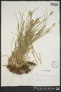 Carex mesochorea image