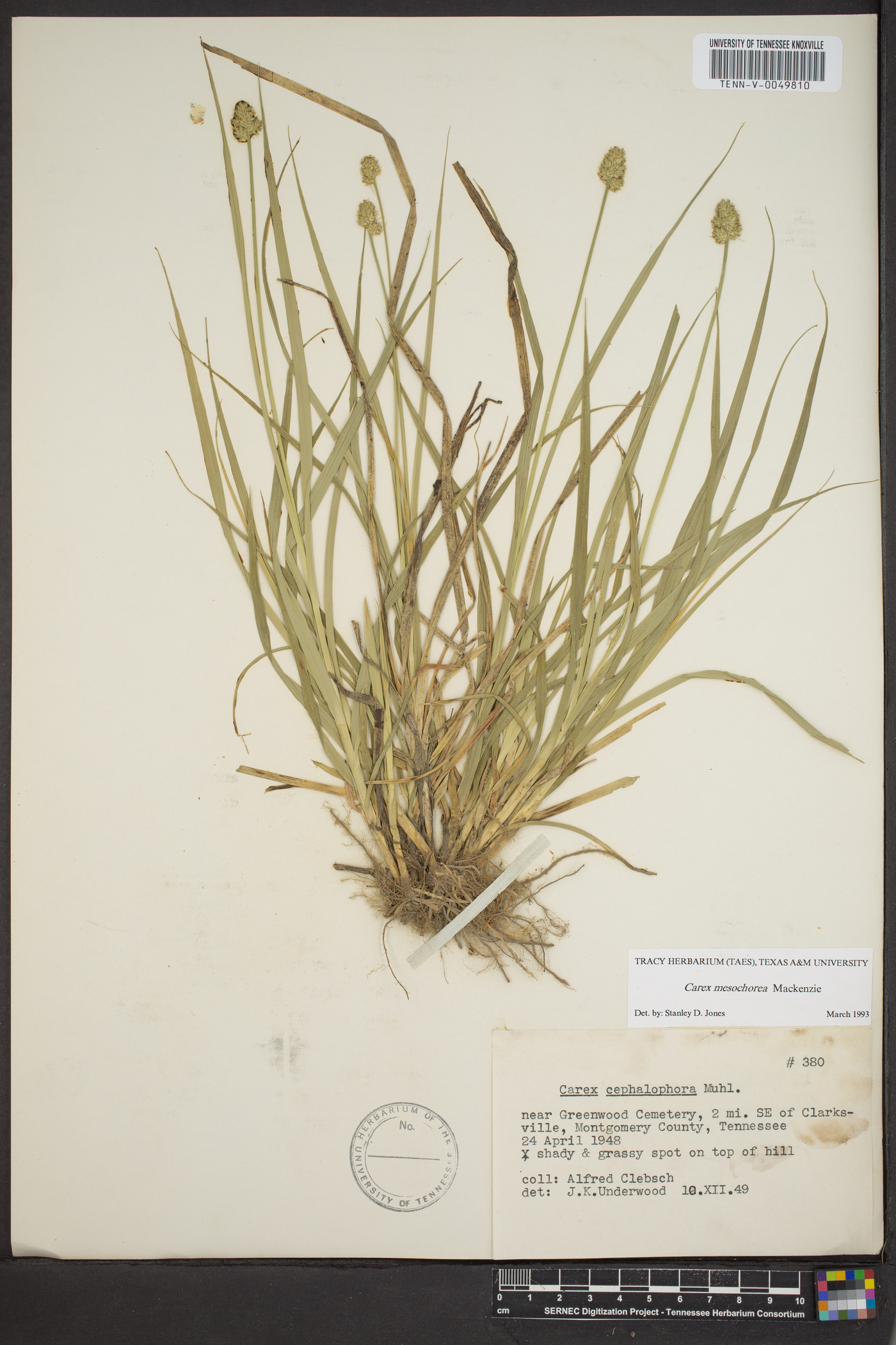 Carex mesochorea image