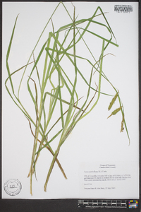 Carex mitchelliana image