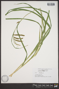 Carex mitchelliana image