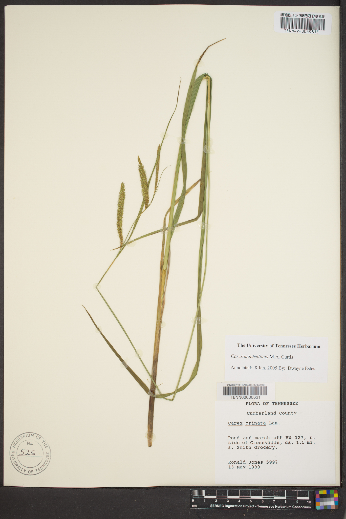 Carex mitchelliana image