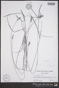 Carex molestiformis image