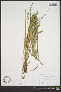 Carex molestiformis image