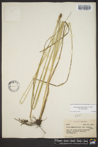 Carex muehlenbergii var. enervis image