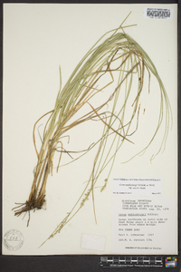 Carex muehlenbergii var. enervis image