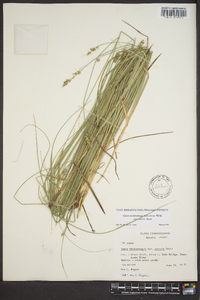 Carex muehlenbergii var. enervis image