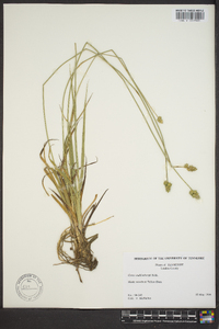 Carex muehlenbergii var. enervis image