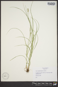 Carex muehlenbergii var. enervis image