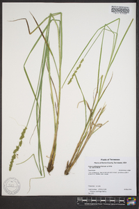 Carex muehlenbergii var. enervis image