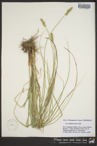 Carex muehlenbergii var. enervis image