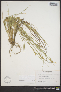 Carex muehlenbergii var. enervis image