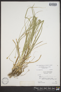 Carex muehlenbergii var. enervis image