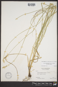 Carex muehlenbergii var. enervis image