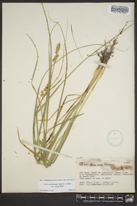 Carex muehlenbergii var. enervis image