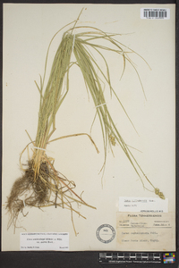 Carex muehlenbergii var. enervis image