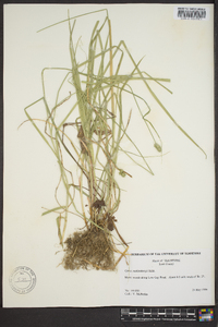 Carex muehlenbergii var. enervis image