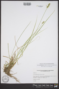 Carex muehlenbergii var. enervis image