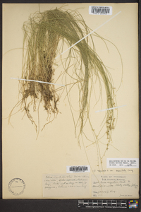 Carex muricata image