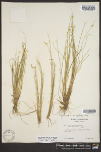 Carex muricata image