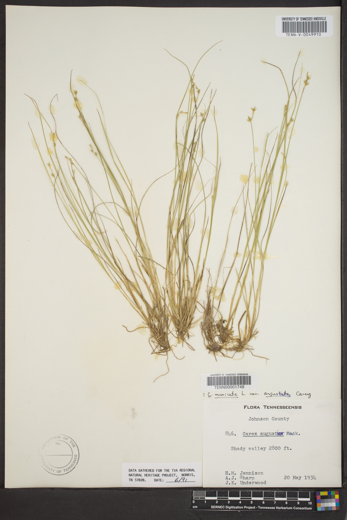 Carex muricata var. angustata image