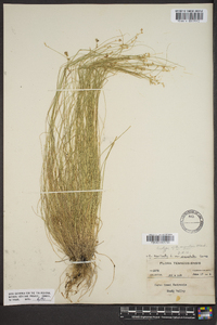 Carex muricata var. angustata image