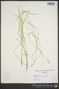 Carex normalis image