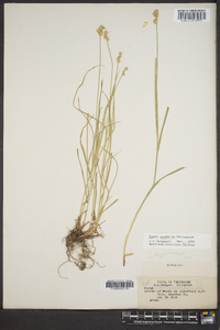 Carex normalis image