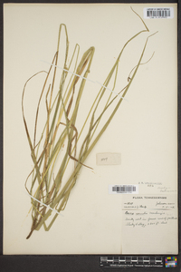 Carex normalis image