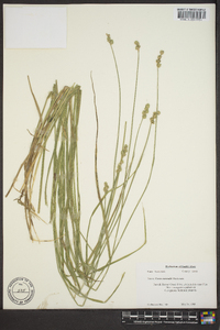 Carex normalis image