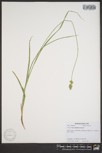 Carex normalis image