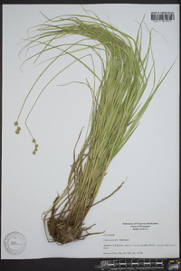 Carex normalis image