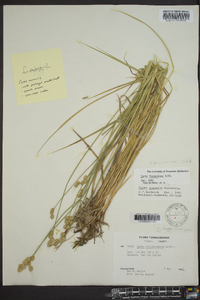 Carex normalis image