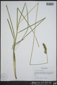 Carex oklahomensis image