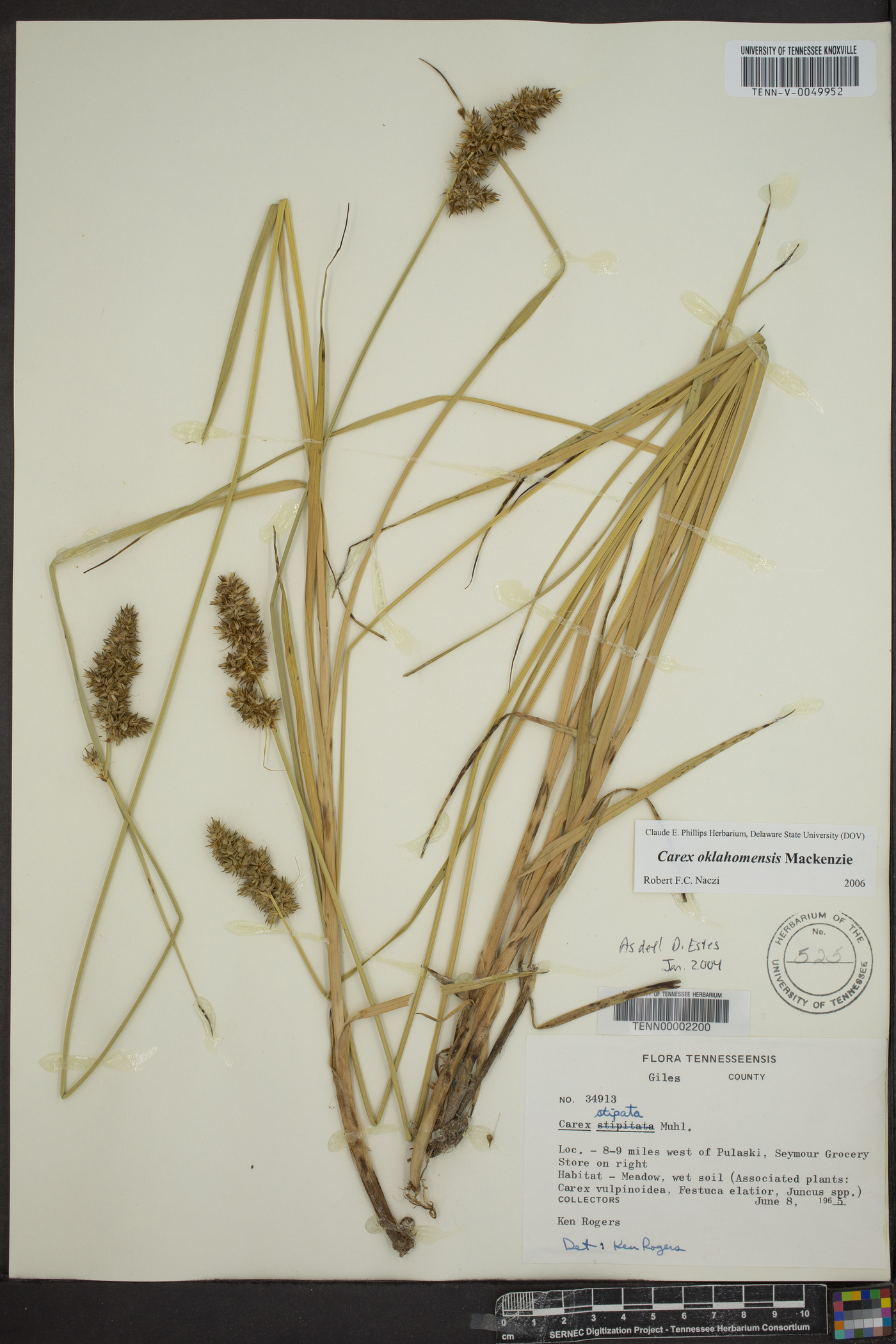 Carex oklahomensis image